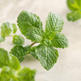Spearmint Oil